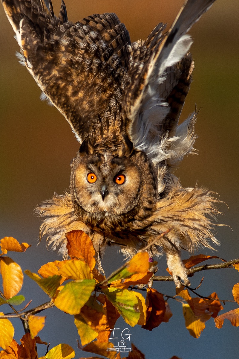 1DX43968 21 november 2021 1344 34